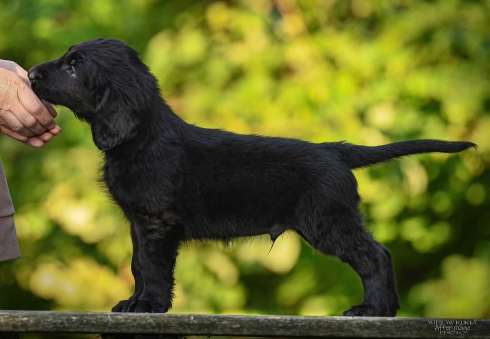 Flat-Coated Retriever – czarny chłopiec szuka kochającego domu