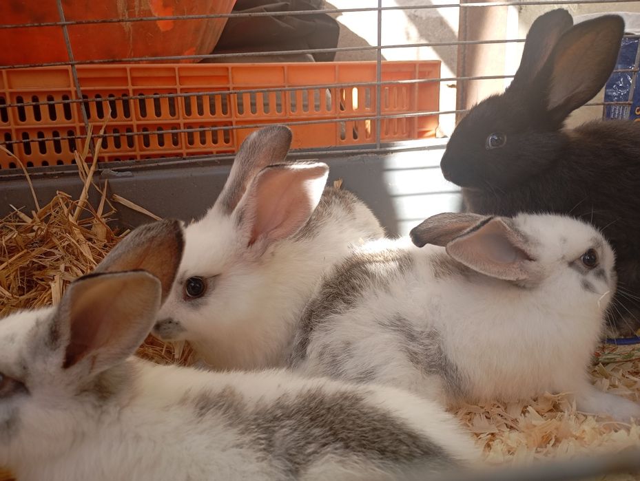 Vendo coelhos de várias idades