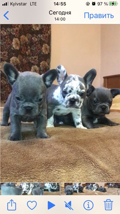 Французские бульдоги, голубые и мерле. Девочки и мальчики. Торг!