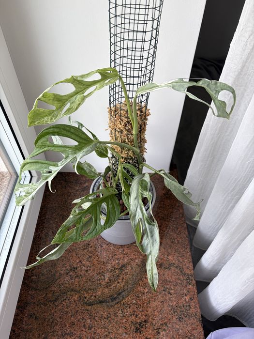 Monstera indonesian marble