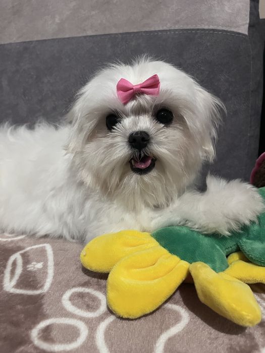 Maltańczyk - drobna suczka do kochajacego domu