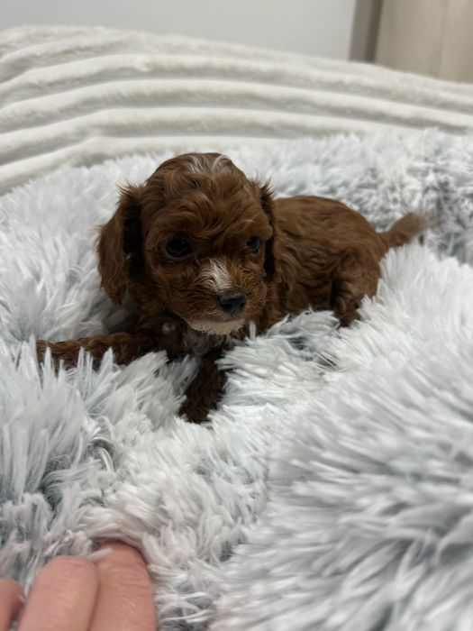Maltipoo, pudel toy, maltańczyk