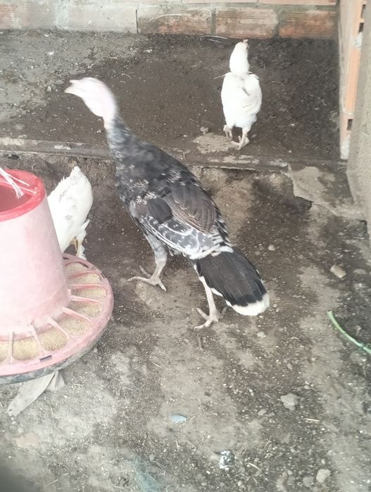 Vendo 3 perus com cerca de 4 meses