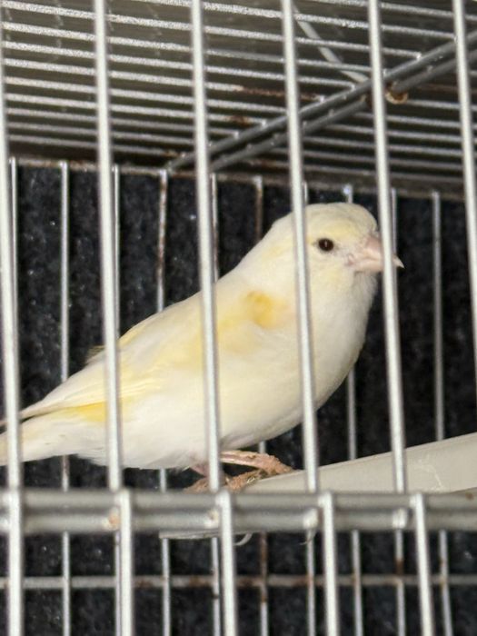 femea canaria saudavel