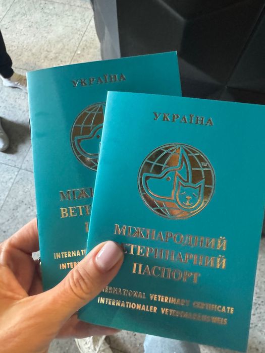 Цуценя в добрі руки