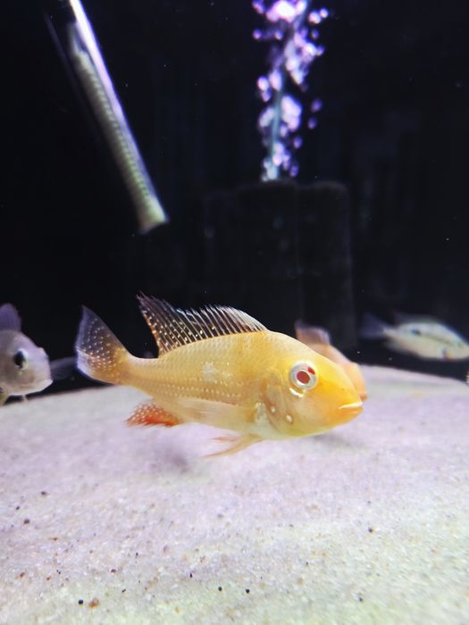 Ziemiojad heckli albino