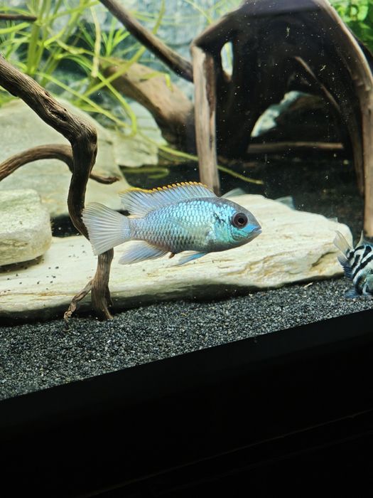 Samiec akara elektric blue