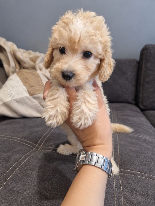 Piesek cockapoo F1B cockapoo/pudel toy