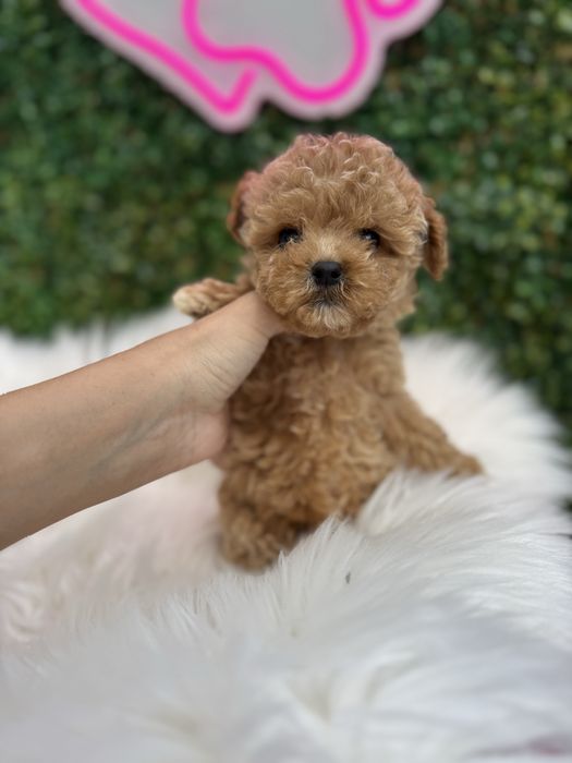 Найкращої якості мальтипу