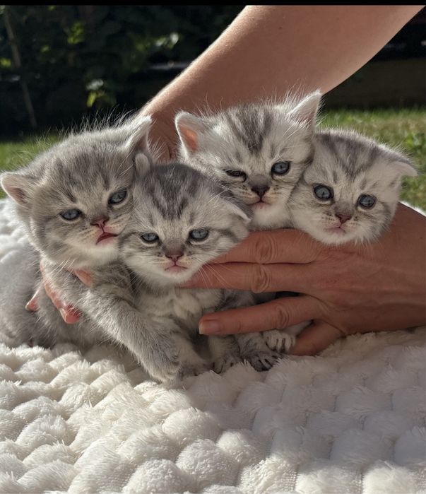 Шотландські кошенята