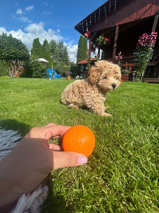 Maltipoo chlopiec