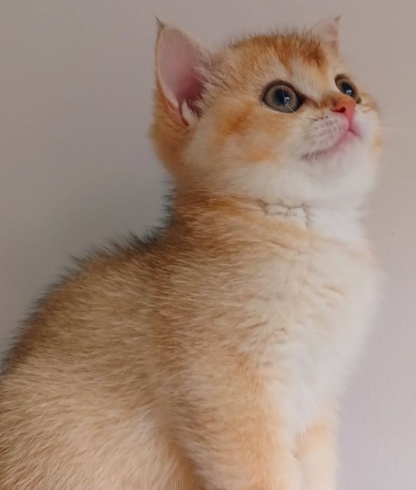 Британська золота шиншила Bri ny12