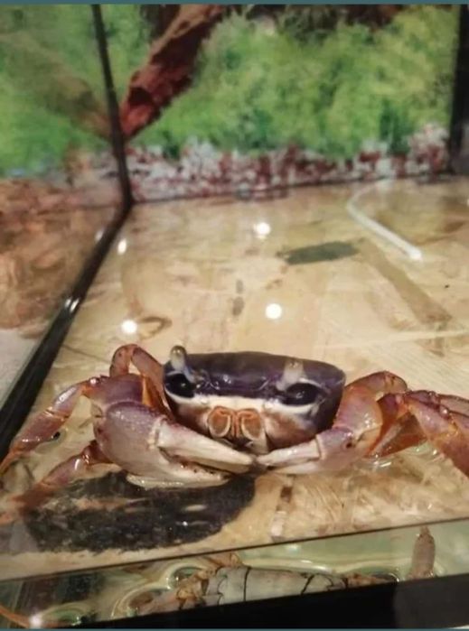 Kraby tęczowe młodziutkie