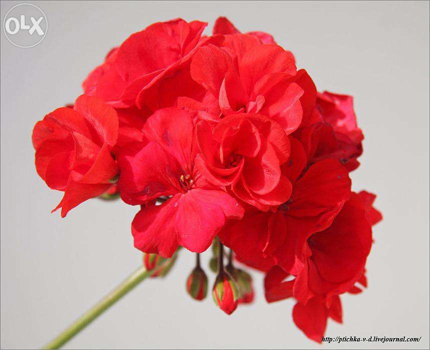 Мушкательки(пеларгонії) (червоні 3 відтінки,рожева,біла)