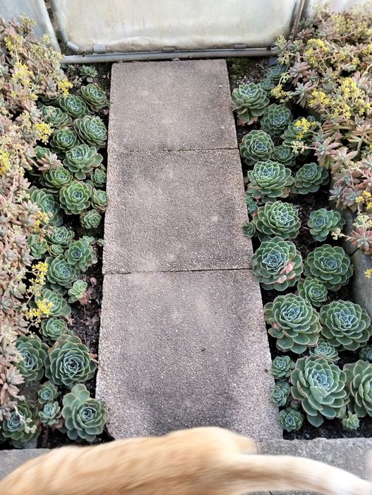Cactos diversos.