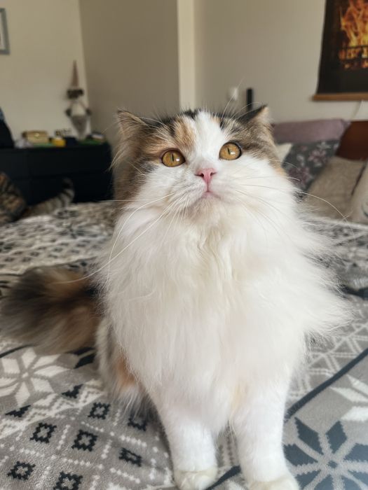 Fêmea Haighland straight/