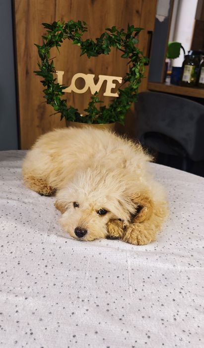 **Cavapoo ** cudowny chłopiec!