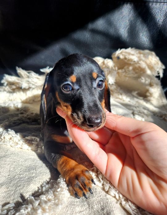 Jamnik króliczy krótkowłosy / gładkowłosy (nie miniaturowy)