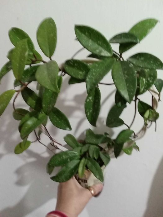 Хойя Публікаліс Ред бутон