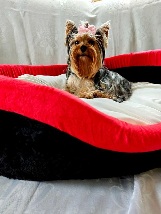 York suczka yorkshire terrier miniaturka xxs unikatowa suczka merle