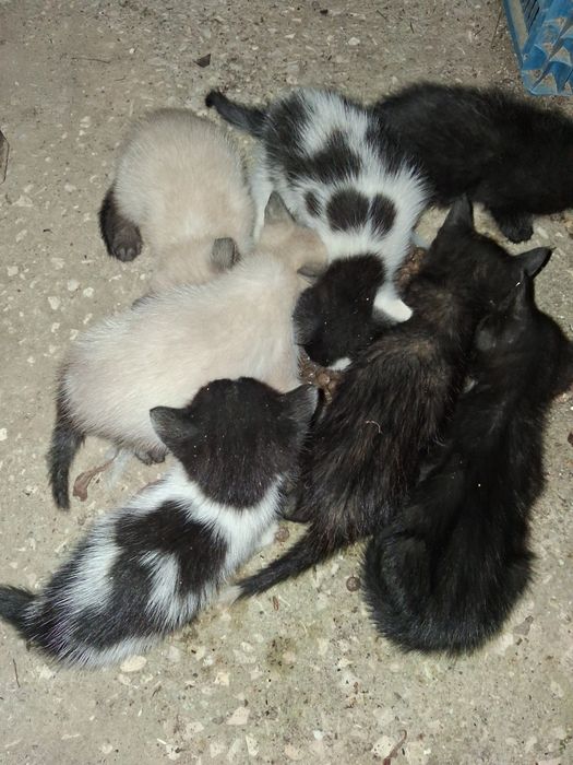 Gatinhos para dar