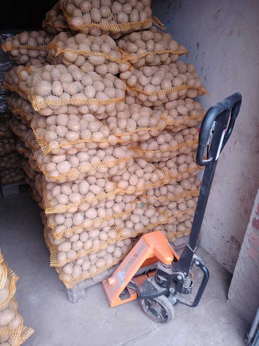 Ziemniaki jadalne odmiany gala