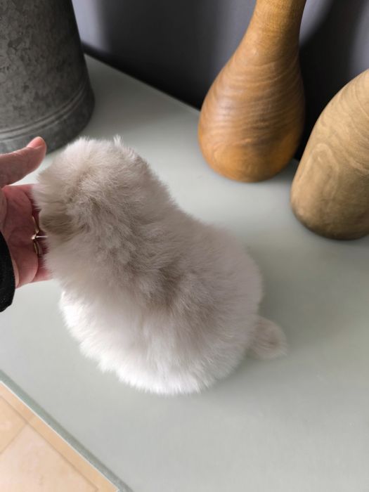 Spitz anão. Lulu da Pomerânia. Perfeito