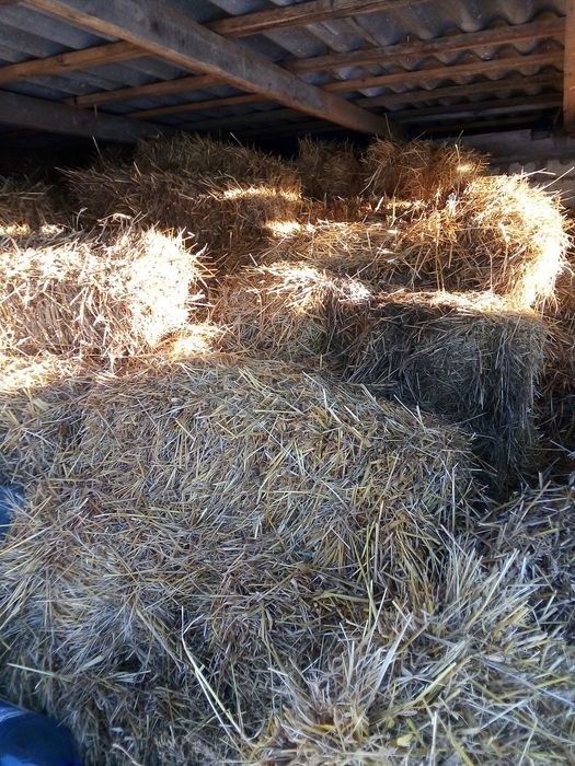 Продам сіно тюки