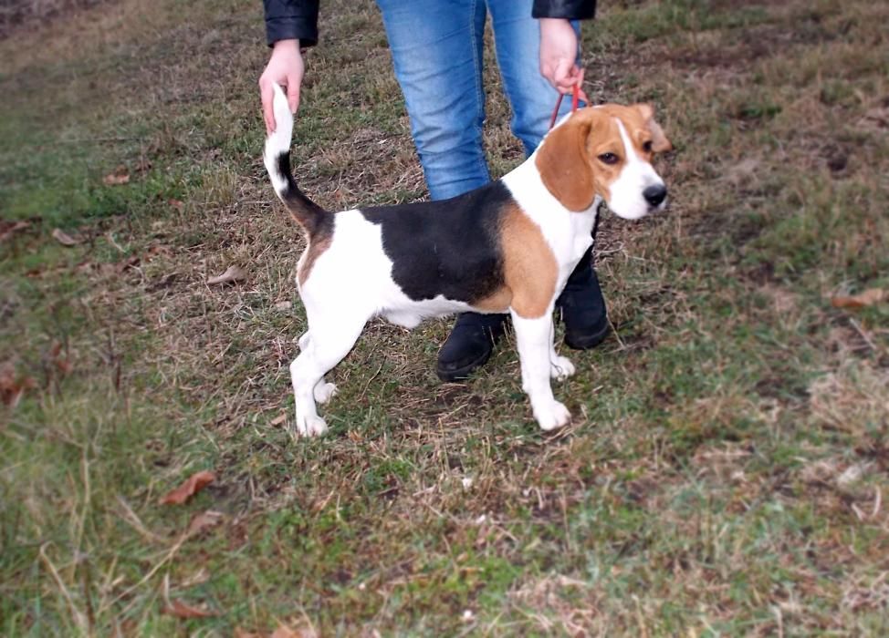 Ищу невесту! Родословный кобель