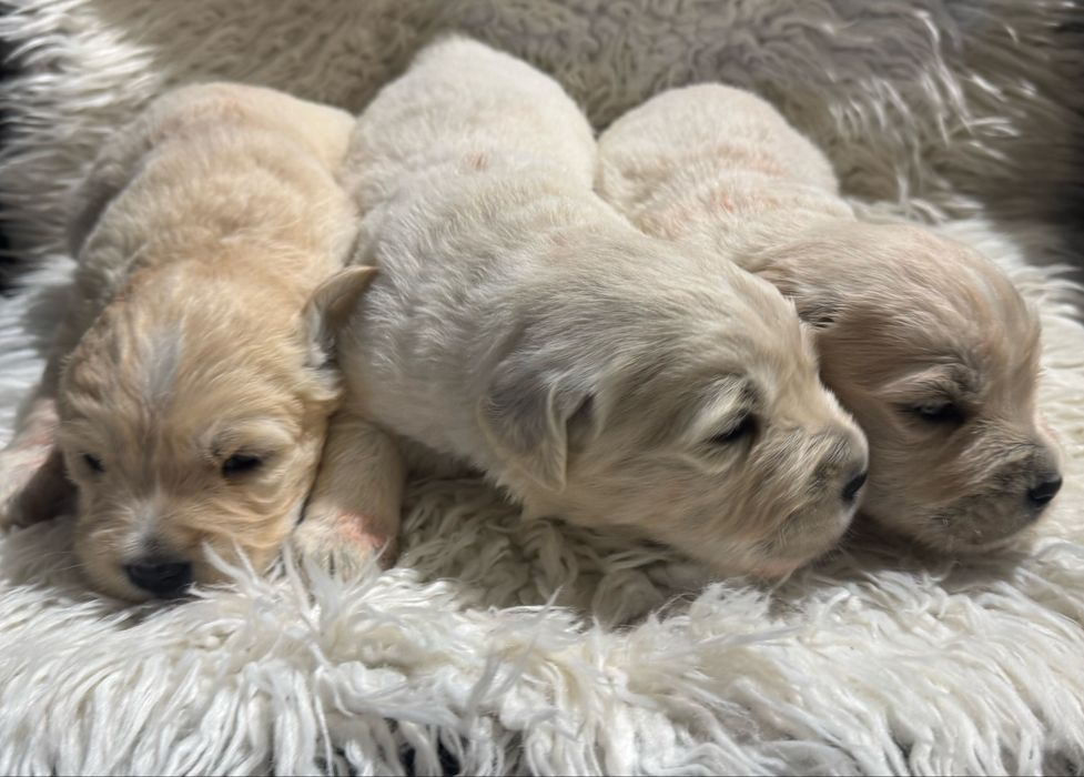 Golden Retrievier