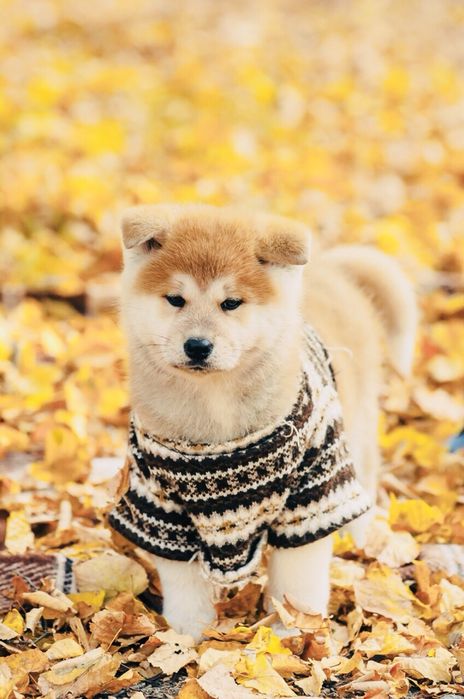 Японська Акіта іну малюки в продажі.