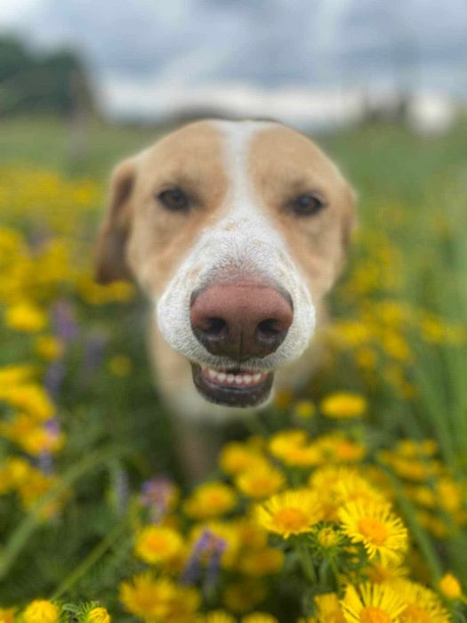 Melman - kochany Mel szuka domu