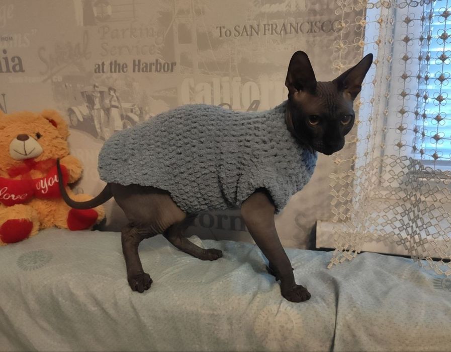 Вязаная одежда для собак, сфинксов, котов, свитера на собак