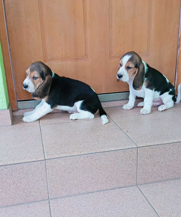 Szczeniak Beagle Piesek