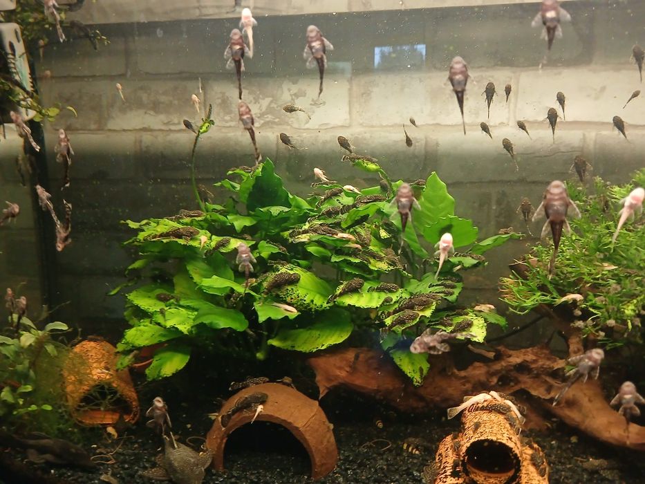 Młode glonojady/zbrojniki