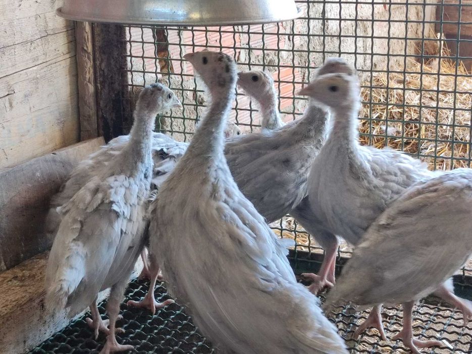 Perus cinzentos jovens