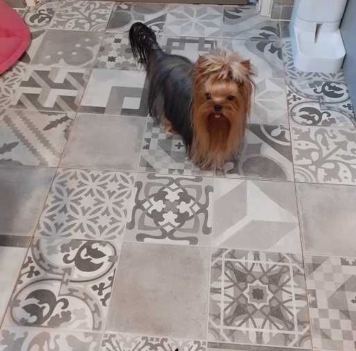 Śliczna suczka Yorkshire Terrier-ZAREZERWOWANA