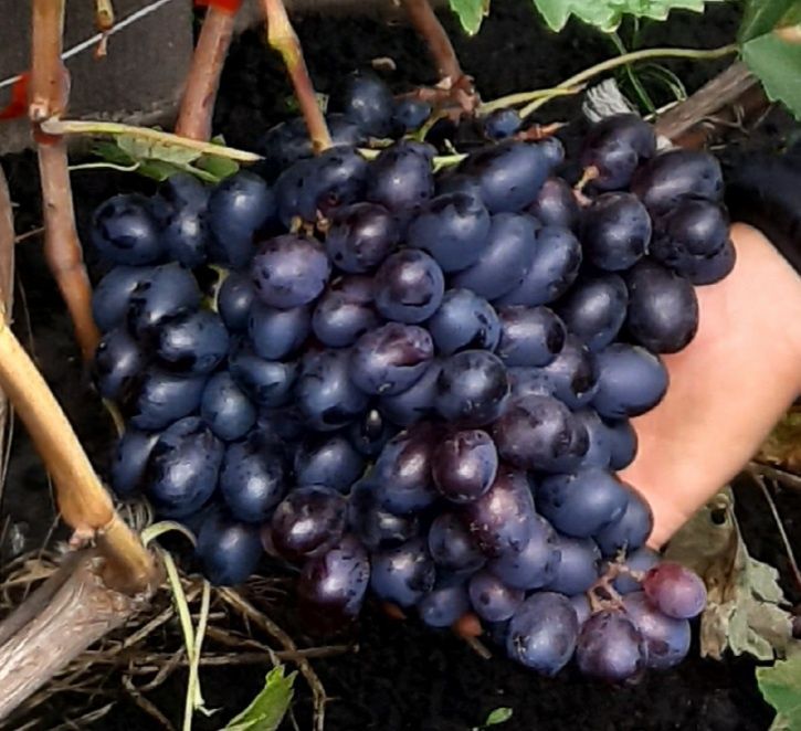 Сажанці винограду