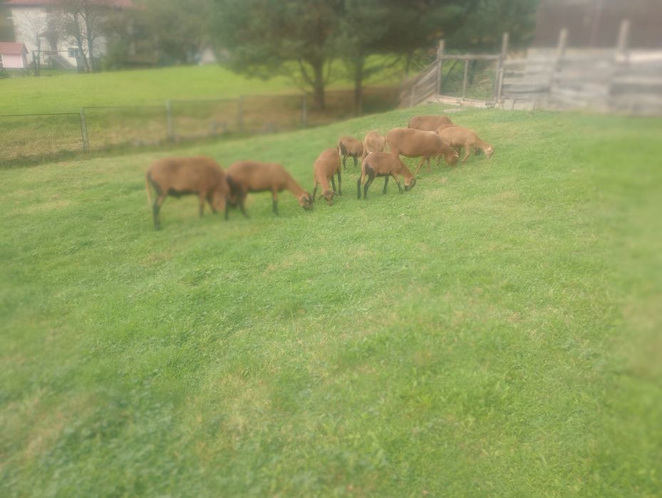 Sprzedam Barana i owcę Barbados