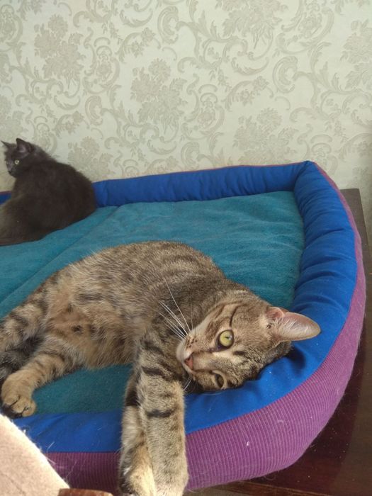 Безкоштовно гарненька кішка