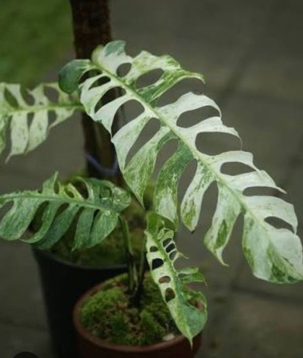 Епіпремнум sp Bali Hanoman