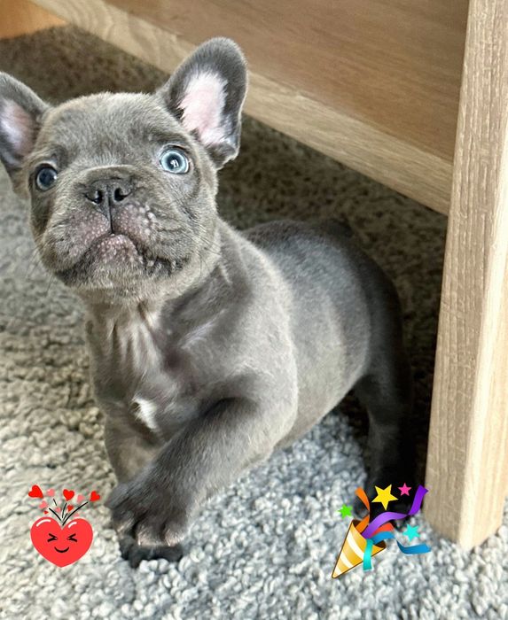 Цуценята хлопчики та дівчатка