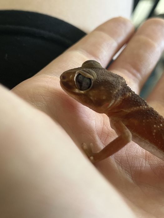 Nephurus Levis gad
