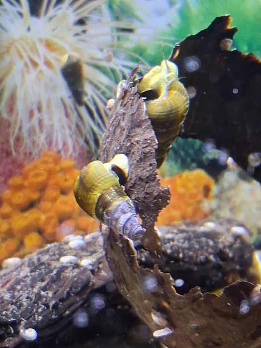 Slimaki tylomelania yellow