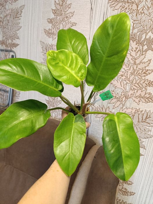 Филодендрон різні сорти