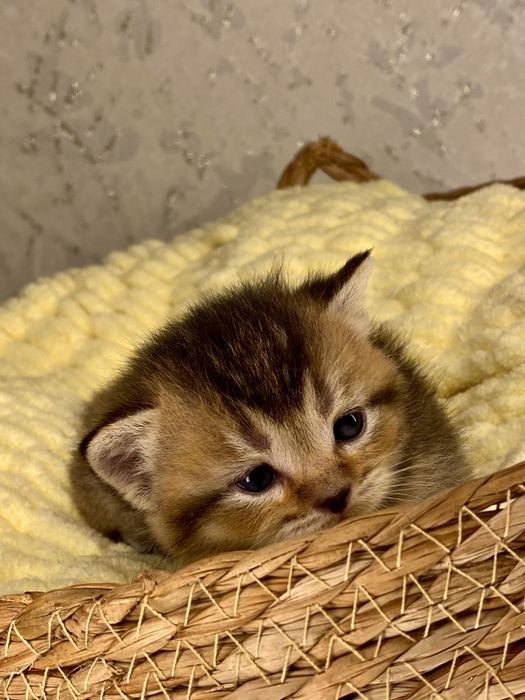 Золотая шиншилла