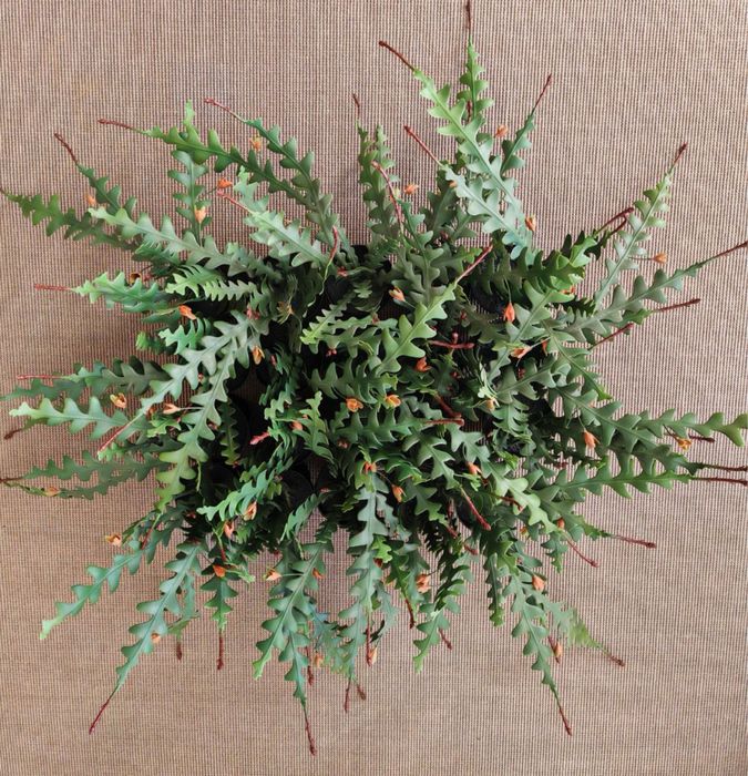 Plantas artificail em vaso, epifilium