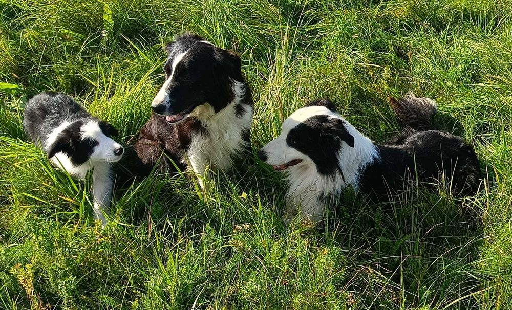 Border collie chłopiec z rodowodem