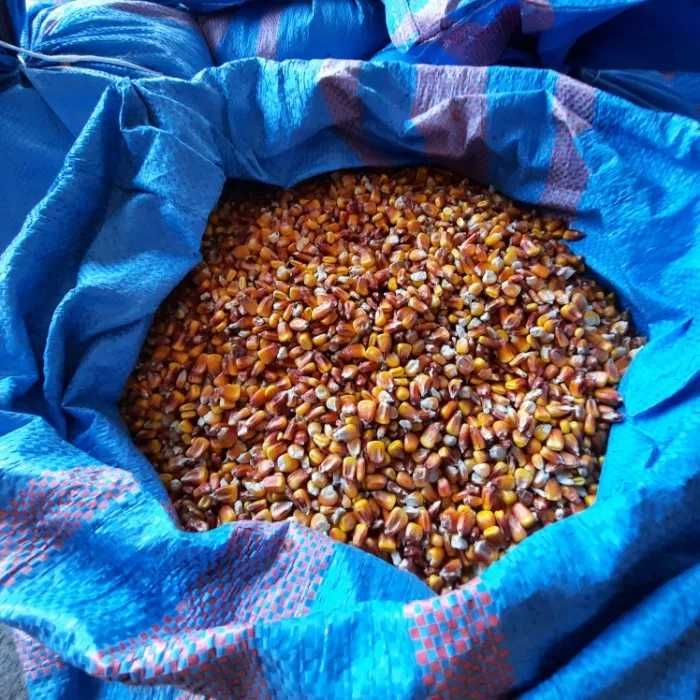 Kukurydza sucha, workowana 30 zł za 25 kg