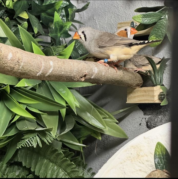casais de mandarins disponiveis